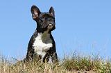 BOULEDOGUE FRANCAIS 512
